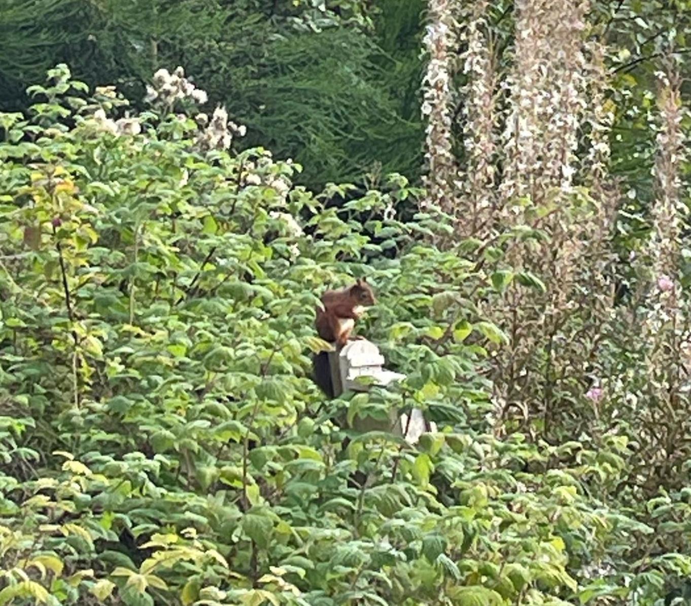 Red Squirrel Pod With Hot Tub Villa Oban Kültér fotó